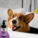 HugglePets Bubbly Tails Lavender 2 in 1 Shampoo Conditioner for Dogs 500ml | Fragrant Grooming Clean Fresh-Smelling Pups | No Paraben Preservatives and Vegan Friendly Lavender 2 in 1 Shampoo 500ml - Buy Online on GoSupps.com