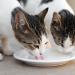 Perfecto Cat Premium Cat Milk - 200ml x 6 | Buy Internationally | Healthy Cat Treats - Buy Online on GoSupps.com