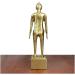 Human Acupuncture Pattern - Pure Copper Acupuncture Figurine Human Body Acupuncture Body Chinese Medicine Acupuncture for Model Studio Medical erbrist  - Buy Online on GoSupps.com