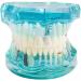 Buy Lmeil Transparent Dental Teeth Model - Ideal for Implantation & Dentist Research | Pathological Dental Model - Buy Online on GoSupps.com