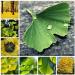 New Tree Seeds 10 st Ginkgo Biloba for Gardening Yellow - Buy Online on GoSupps.com