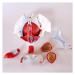 Female Pelvic Structure Muscles of The Pelvic Floor and Two Lumbar vertebrae Anatomy Model Removable Training Doctor Gynecology Model