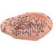 Buy Ear Acupuncture Display Model - Clear Point Visibility for Study Presentations | International Shipping Available - Buy Online on GoSupps.com