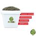 Premium Quality Untreated Green Pumpkin Seeds - 3.5kg Natural & Unsalted Kernels | Eco-Friendly Buckets - International Shipping Available - Buy Online on GoSupps.com
