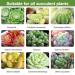 Generic Succulent Plant Bud Fertilizers Organic Succulent Plant Bud Fertilizer for Succulent Planting Accessories - Buy Online on GoSupps.com