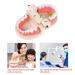 FGXY Standard Tooth Model - Educational Dental Model for Kids | Ideal for Dentists & Hospitals | Enhance Brushing Techniques - Buy Online on GoSupps.com