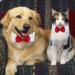 Formal Pets Bowtie Adjustable Pets Dog Cat Bow Tie Pet Necktie Collar Elegance False Kitten Necktie Collar Trendy Bowties for Wedding Birthday Christmas Costumes Neck Collar for Dogs and Cats (L) - Buy Online on GoSupps.com