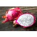 Exotic Dragon Fruit 2 Pieces 650 gm - Buy Online on GoSupps.com