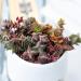 Crassula Pagoda Village 4 inch | Unique Live Succulent Collection | Fully Rooted Indoor House Plant - Buy Online on GoSupps.com