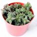 Crassula Pagoda Village 4 inch | Unique Live Succulent Collection | Fully Rooted Indoor House Plant - Buy Online on GoSupps.com