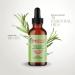Rosemary Mint Collection Conditioner and Oil with a scalp massager 177.5 ml (Pack of 2) - Buy Online on GoSupps.com