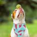 EXPAWLORER Dog Cooling Bandana Set - 4 Pack | Cute Fruit Patterns | Summer Triangle Scarfs for Dogs - Buy Online on GoSupps.com