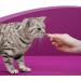 Whiskas Dentabites Cat Snack - Chicken Flavor (Pack of 8 x 40g) - International Shipping Available - Buy Online on GoSupps.com