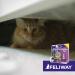 Feliway Classic Combi Set - Effective Cat Calming Solution | Shop Internationally - Buy Online on GoSupps.com
