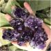 70-80g Natural Amethyst Crystal Cluster Quartz Ra CrystalsStone Decoration Ornament Purple Feng Shui Stone Ore Home Goods JITZEGMD (Size : 2pc) - Buy Online on GoSupps.com