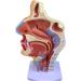 Mouth Nose Throat Pharynx Education Human Body ENT Model Study Model Pathology Nose Throat Model Enlarge The ical Model of Human Organs A+a