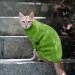 Shop Knitted Pet Sweaters for Small Dogs | Winter Turtleneck Sweaters for Chihuahua Bulldog Dachshund Pug & Yorkie - Warm & Cozy Green Mantle - Buy Online on GoSupps.com