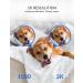 YI Dog Camera with Phone App  WiFi Indoor Cam with 2-Way Audio  Night Vision  360-degree  Sound Motion Detection  Cat Pet Puppy Bird Animal Doggie Nanny Cam  Compatible with Alexa and Google - Buy Online on GoSupps.com