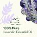 Plant Therapy Lavandin Essential Oil 100 mL (3.3 oz) 100% Pure Undiluted Therapeutic Grade 3.3 Fl Oz (Pack of 1) - Buy Online on GoSupps.com