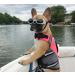 Vivaglory Adjustable Dog Life Jacket - Neon Pink Durable & Safe Buoyancy for Medium Dogs (Chest 56-64 cm) - Buy Online on GoSupps.com