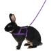 Kerbl 81761 Agility shoulder harness with leash 2 m L purple Purple L