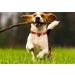 Mihqy Adjustable Halloween Dog Collar | Soft & Comfortable for Small to Medium Dogs & Cats | Perfect for Puppies | Neck Size 33-55 cm - Buy Online on GoSupps.com