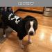 EXPAWLORER Dog Hoodie - BAD TO THE BONE Lettered Dog Sweater with Hat Pet Fall Cold Winter Clothes with Built-in Dog Lead Hole Pet Warm Outfit for Cats and Small to Large Dogs (X-Large) XL Black - Buy Online on GoSupps.com