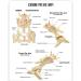 Canine Pelvis Model Canine Hip Joint Model Animal Body Anatomy Replica of Dog Pelvis for Veterinary Office Educational Tool - Buy Online on GoSupps.com