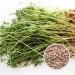 500g Organic Germs Mixing Pans - 5x100g Mung Beans Alfalfa Peas Lentils Chickpeas Sprouts | Microgreens Kit for Healthy Growth - Buy Online on GoSupps.com