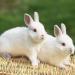 CAMITER 4 Pack Woven Bed Mat for Rabbits Grass Mat Bedding Nest for Rabbit Bunny Chew Toys Woven Bed Mat for Guinea Pig Parrot Chinchilla Squirrel Hamster Cat Dog and Small Animal - Buy Online on GoSupps.com