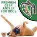 Deer Valley Dog Chews (XL Single 6-8 Inches) Premium Deer Antler Dog Chew - Long Lasting Dog Bone for Large Dog Breeds and Aggressive Chewers - Buy Online on GoSupps.com