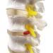 Human Spine Model - 1:1 Life Size Life Size Lumbar Spine Anatomical Model Lumbar Spine Model with Sacrum and Spinal Nerves for Osteopath Office and Student Study - Buy Online on GoSupps.com