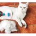ShipeeKin Effective Grooming Dog/Cat Brush Detangling Comb for Dogs and Long-haired Cat with Cleaning Button against Knotted Hair Self Cleaning Brush for Pets with Medium and Long Hair L9-blue - Buy Online on GoSupps.com