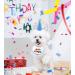 Shop Blue Pet Cat & Dog Scarves Birthday Hats & Costumes | Perfect Pet Birthday Party Decorations - Buy Online on GoSupps.com