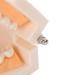 Standard Tooth Model & Dental Practice Tools - Anatomical Typodont for Teaching & Study - Buy Online on GoSupps.com