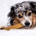 Himalayan Pet Supply Yaky Cheese Chew - Large 3.3 oz (93g) - All Natural Dog Treat - Buy Online on GoSupps.com