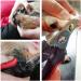 BAIRUI Dog Nail Clippers and Heavy Duty Nail Clipper for Large Dogs Professional Nail Trimmer for Dogs/Cats Pet-Nail Trimmer with Safety Guard to Avoid Over-Cutting Nails Free Nail File (Red) - Buy Online on GoSupps.com