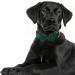 Asvin Velvety Dog Collar - Soft & Comfortable XL in Green with Removable Dog Fly | Perfect for Weddings Birthdays & Parties | Multi-Color Options Available - Buy Online on GoSupps.com