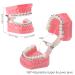 Buy Dental Demonstration Orthodontic Model with Metal Wires & Bracket - Ideal for Teaching Brushing & Flossing Practices - Buy Online on GoSupps.com