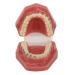 Orthodontic model demonstration model portable made of metal wire professional training for dentist