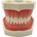 Vinbcorw Dental Care Model - 24 Removable Teeth for Adult Teaching (12x9.5 cm) - Ideal for Dentists & Educators - Buy Online on GoSupps.com