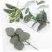 LIFKICH 24pcs Floral Arrangement Decor Artificial Eucalyptus Picks Artificial Eucalyptus Branch Faux Spray Eucalyptus Leaves Stems Greenery Stems Plant Decor Pu Christmas Leaf Branch As Shown 28.00X12.00X8.00CM - Buy Online on GoSupps.com