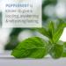 Garden of Life Peppermint Essential Oil - 100% Organic, Undiluted, 15 mL for Diffuser & Aromatherapy - Buy Online on GoSupps.com