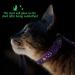 Basuppit Cat Harness and Leash Set - Adjustable, Escape Proof Nylon - Glow in The Dark Purple Design - Buy Online on GoSupps.com