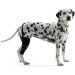 Kruuse Rehab Knee Pads for Dogs - Right XXX-Small | Premium Support & Comfort - Buy Online on GoSupps.com