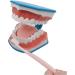 Large 6-Fold Dental Model for Kids - Ideal for Oral Care Lessons Tooth Brushing & Prosthesis Study - Buy Online on GoSupps.com