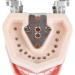 Buy Amoyer Dental Typodont Teeth Model - Removable Teeth for Study & Lessons | International Shipping Available - Buy Online on GoSupps.com