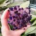 Natural Quartz Crystal 1pc Green Ghost Phantom Quartz Crystal Cluster Violet Rock Stones and Crystals Specimen Synthetic Quartz Home Office Decor ningxiao (Color : Purple Size : 300-350g) 300-350g Purple - Buy Online on GoSupps.com