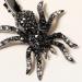 Lurrose Halloween Hair Clip for Women Gothic Sparkling Rhinestone Spider Hair Barrettes Halloween Party Masquerade Cosplay Accessory - Buy Online on GoSupps.com