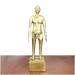 Human Acupuncture Pattern - Pure Copper Acupuncture Figurine Human Body Acupuncture Body Chinese Medicine Acupuncture for Model Studio Medical erbrist